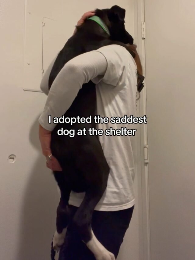 I adopted the saddest dog