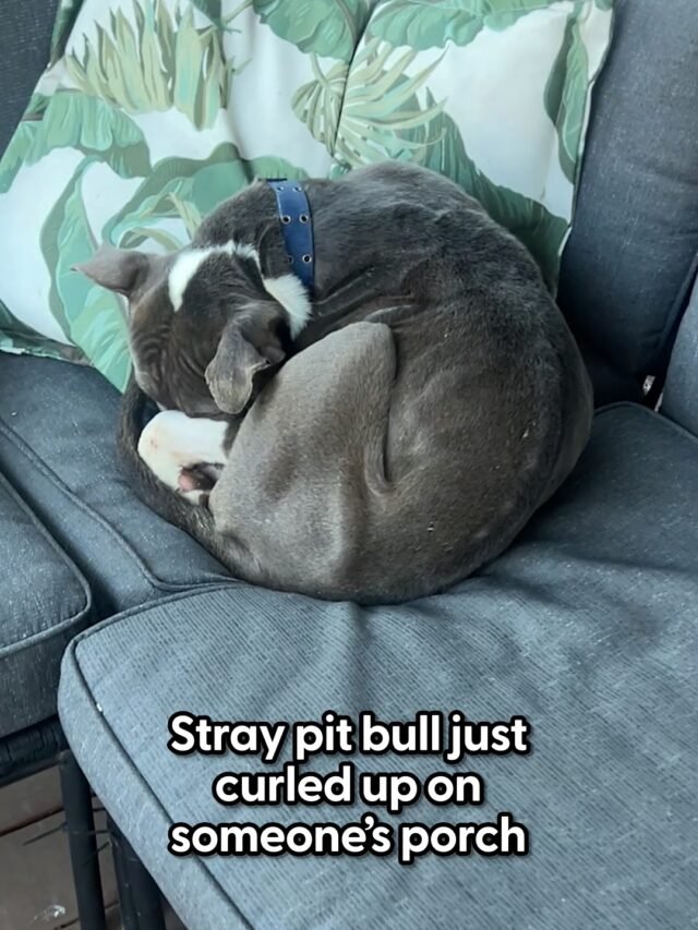 Stray Pit bull just curled up on someone’s porch