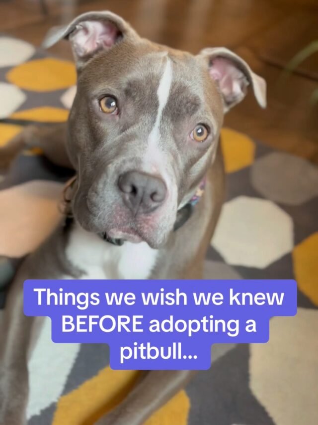 Things we wish we knew BEFORE adopting a pitbull..